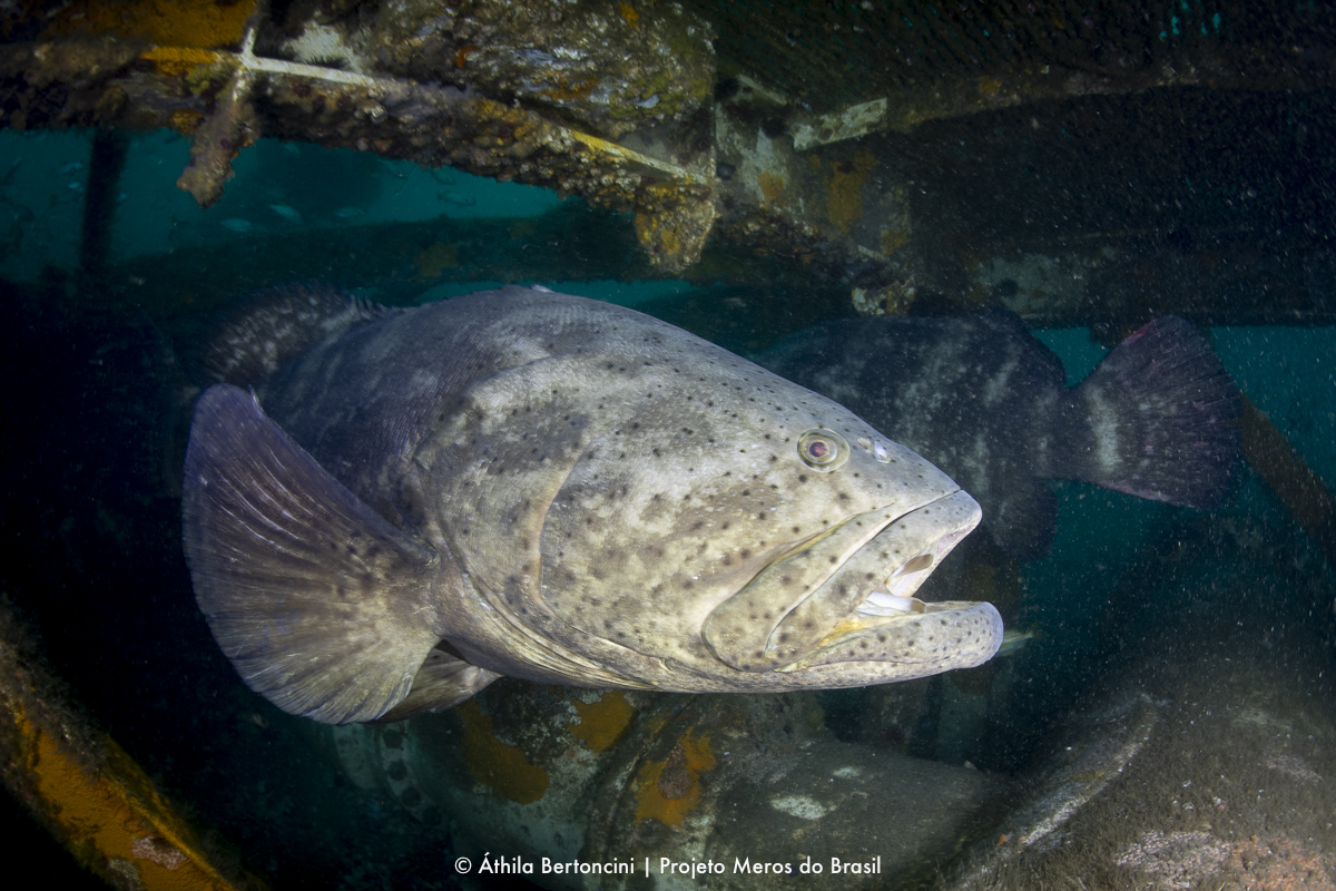 Foto: Áthila Bertoncini