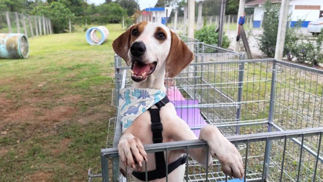 Joinville ganha destaque nacional ao apresentar políticas públicas de proteção animal em Brasília