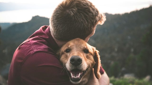 Projeto propõe permitir sepultamento de pets junto aos donos em Joinville